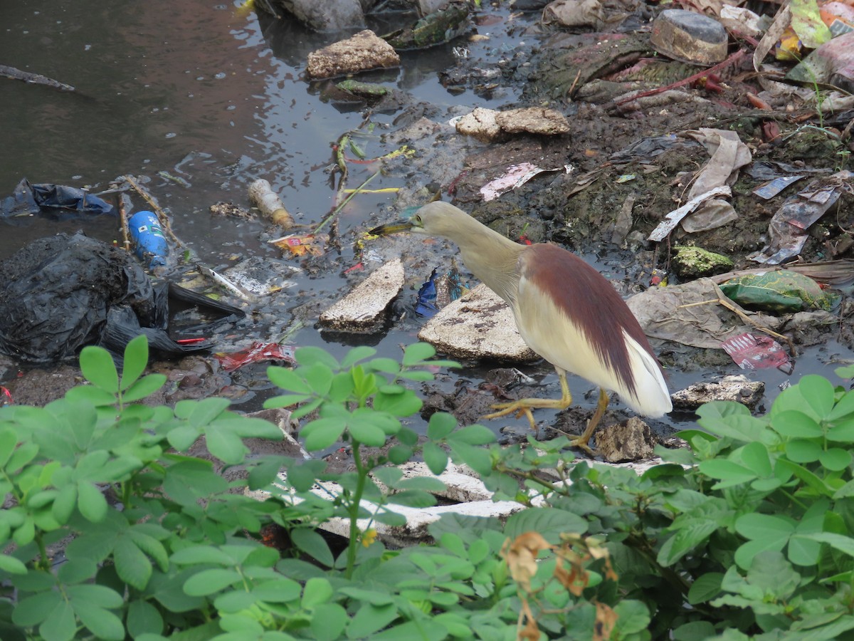 mangrovehegre - ML638350500