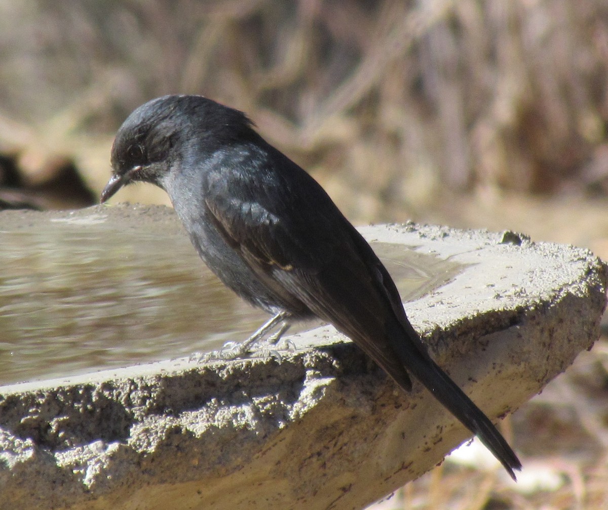 Southern Black-Flycatcher - ML638350501