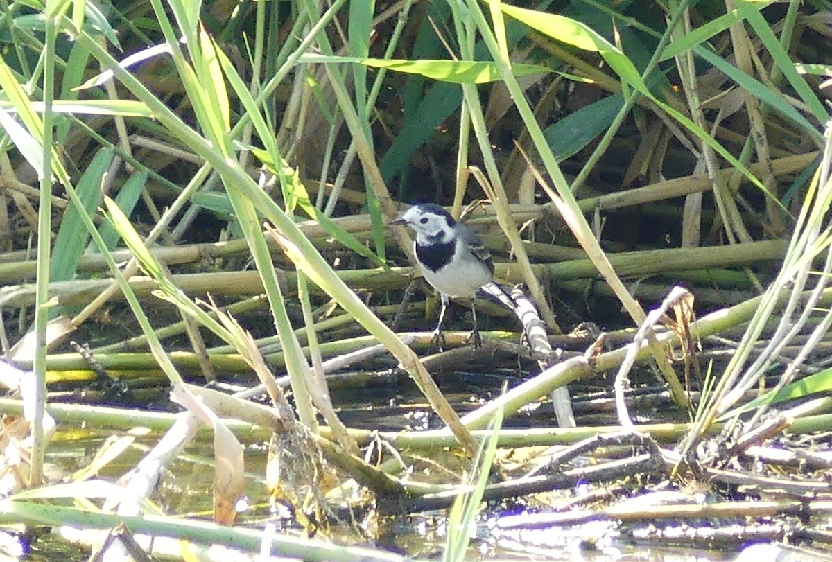 White Wagtail - ML638350503