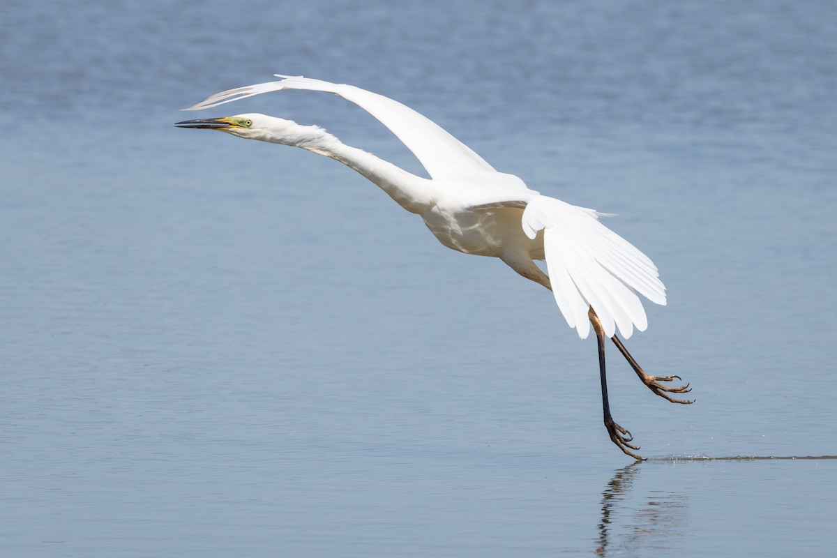 Grande Aigrette - ML638350515