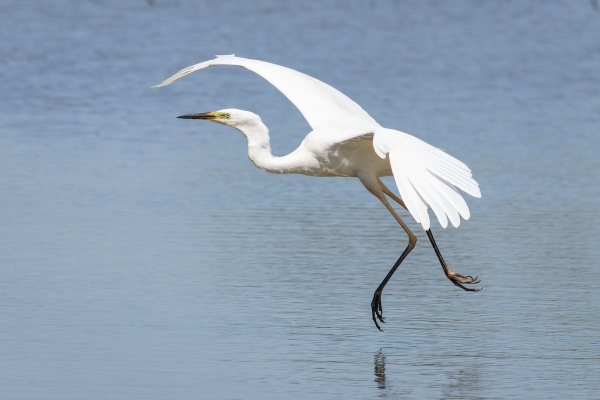 Grande Aigrette - ML638350516