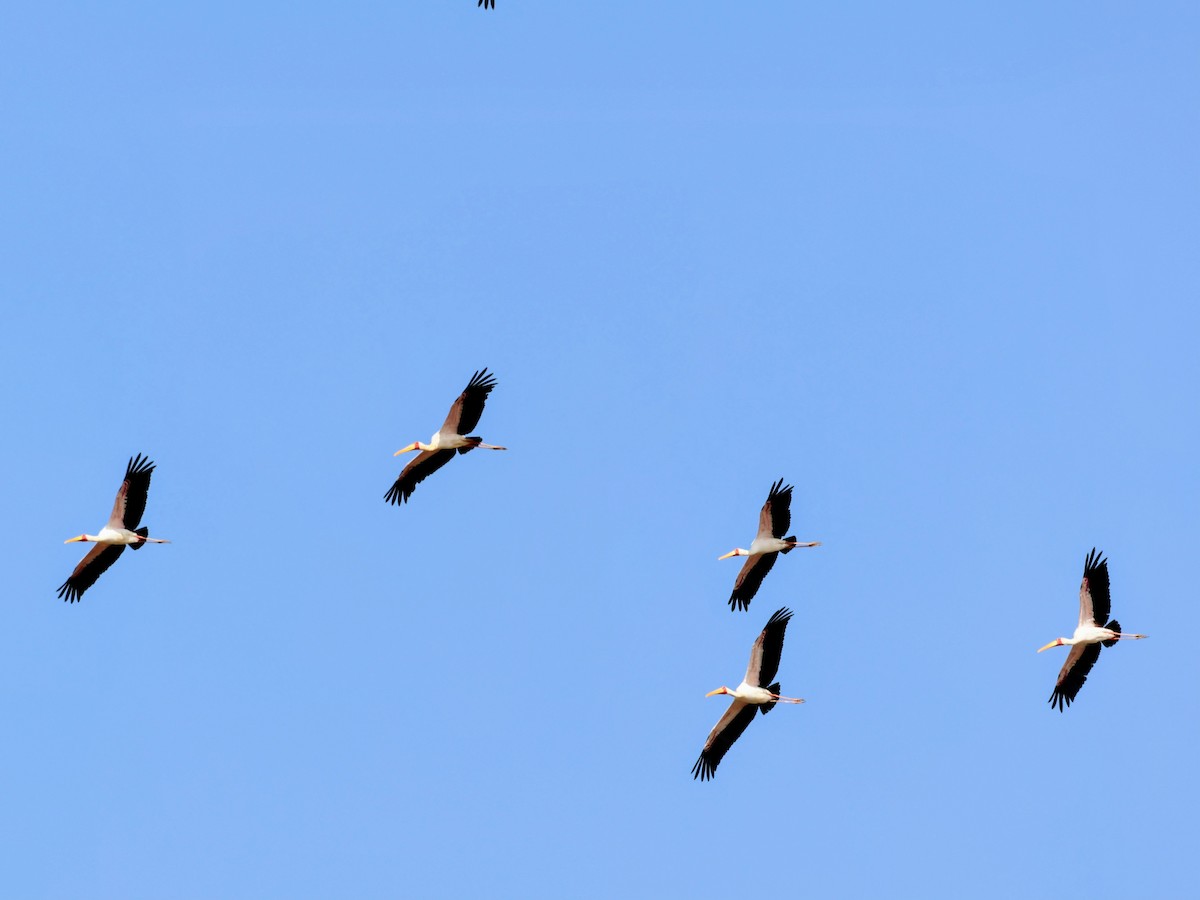 Yellow-billed Stork - ML638350527