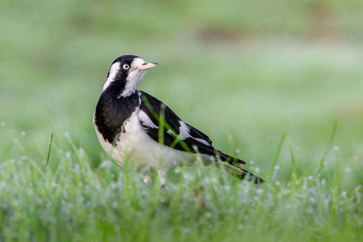 Magpie-lark - ML638350555