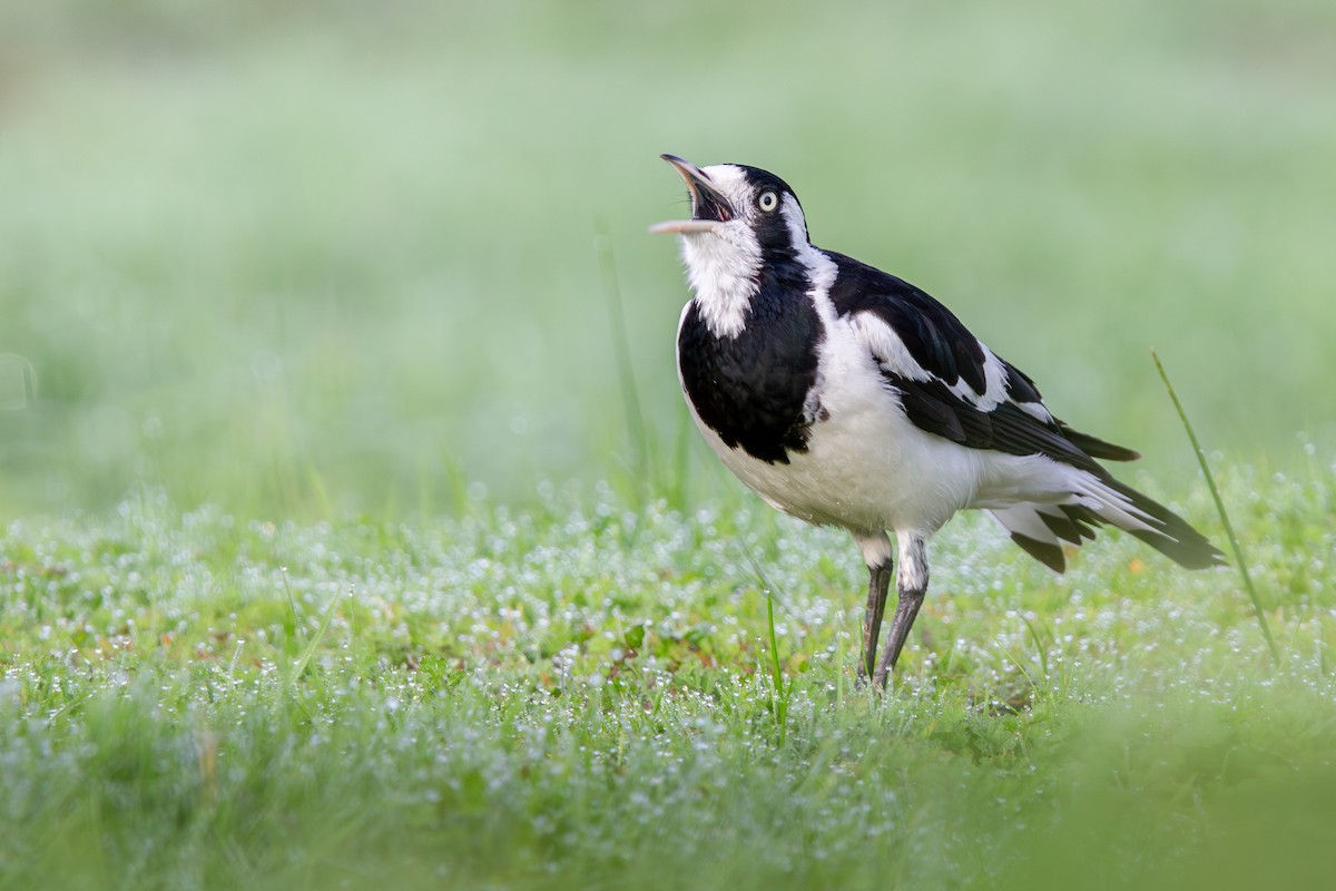 Magpie-lark - ML638350556