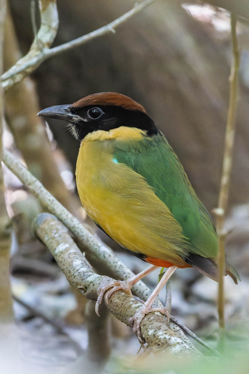Noisy Pitta - ML638350573
