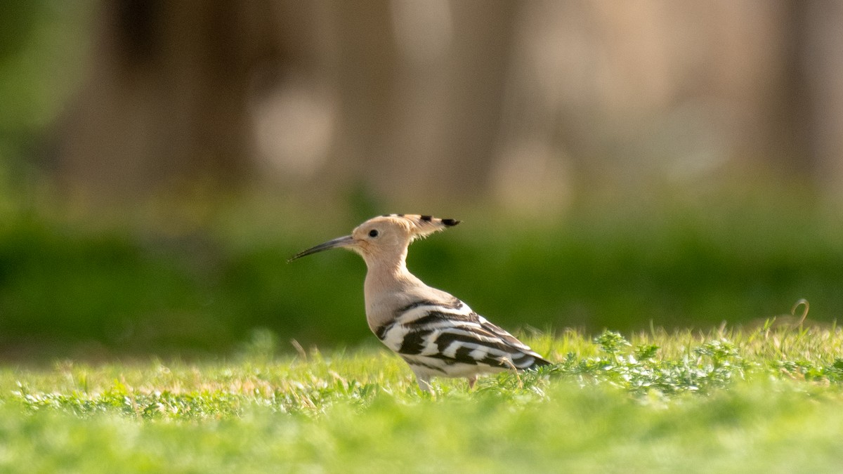 Eurasian Hoopoe - ML638350574