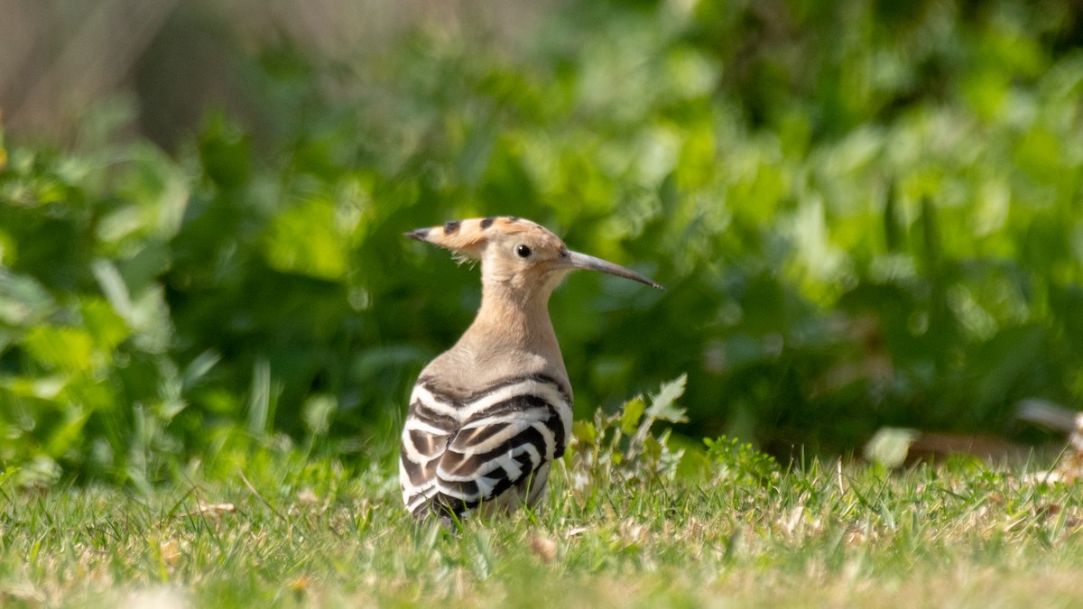 Eurasian Hoopoe - ML638350576