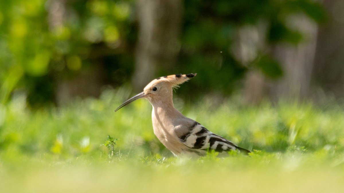 Eurasian Hoopoe - ML638350577