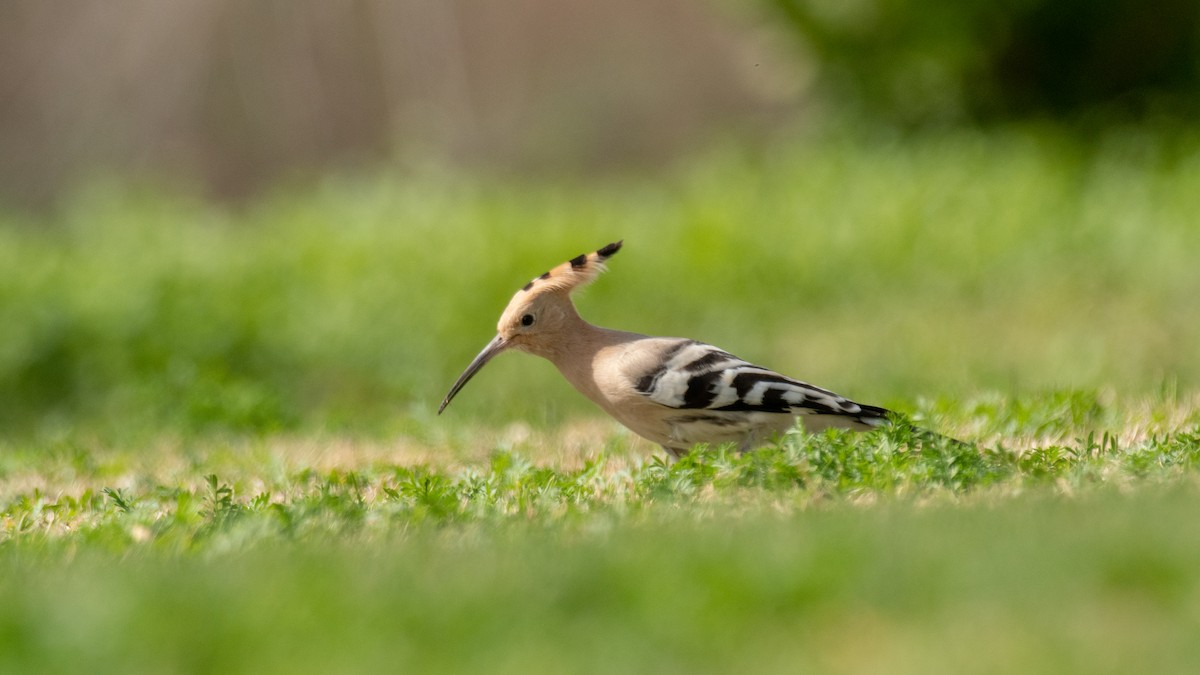 Eurasian Hoopoe - ML638350578