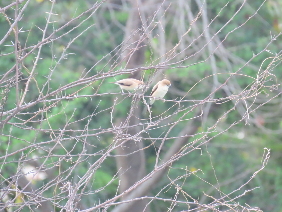 Indian Silverbill - ML638350592