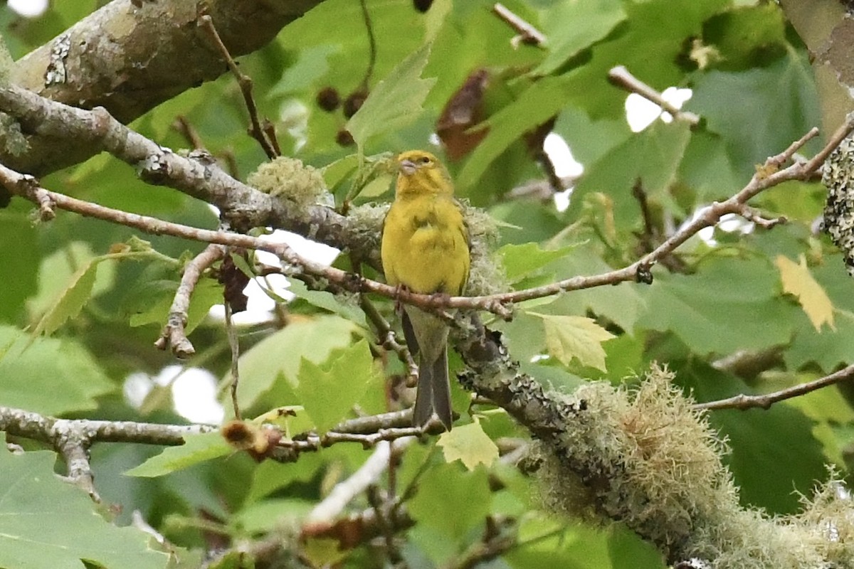 Island Canary - ML638350593