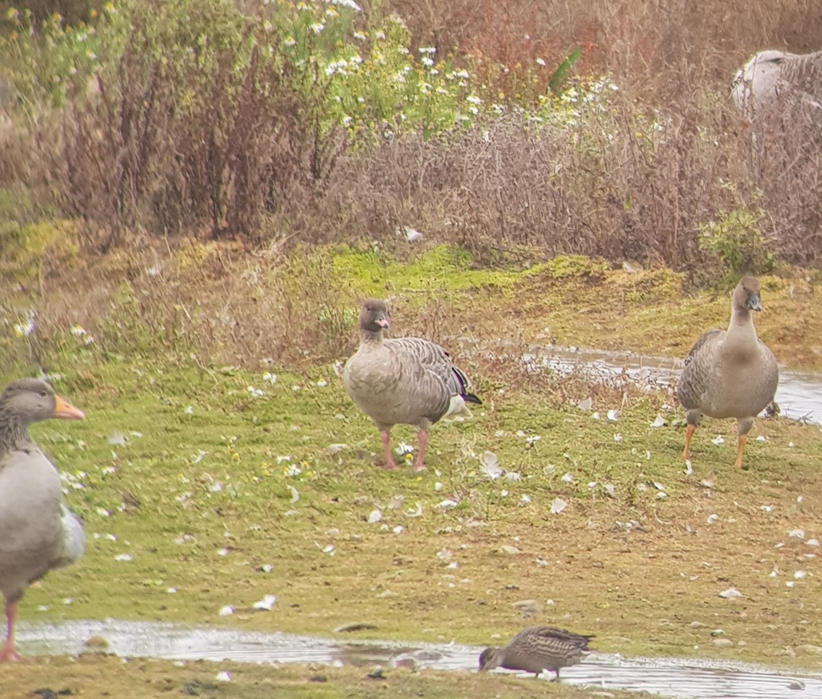 Pink-footed Goose - ML638350612