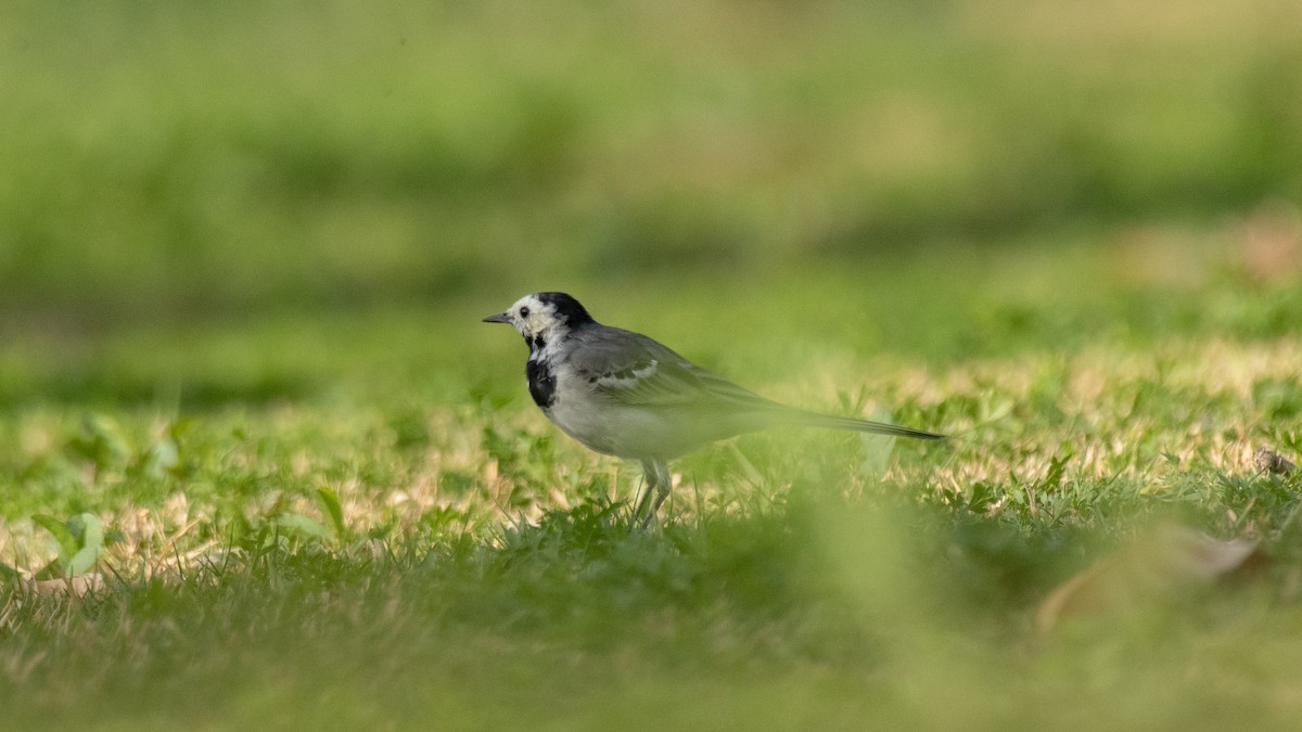 White Wagtail - ML638350613