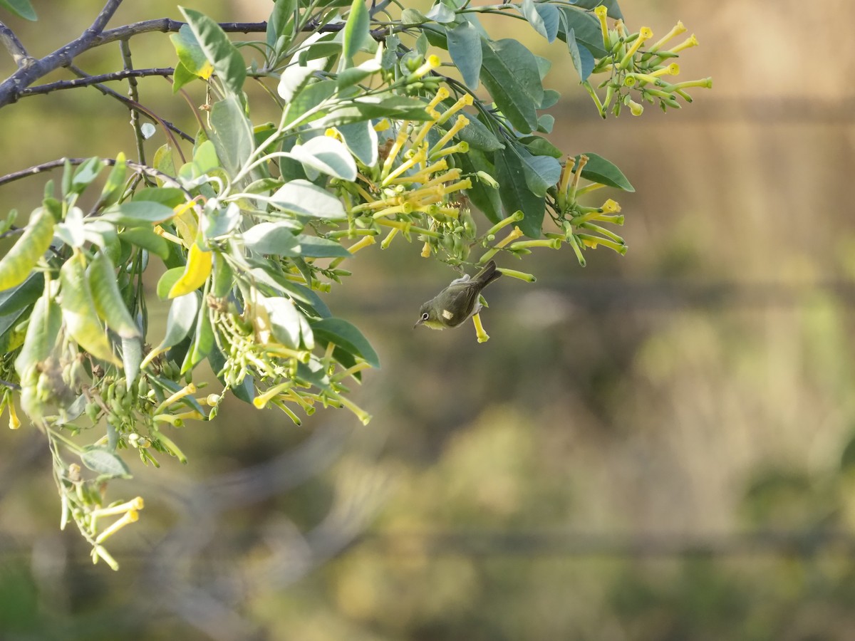 Abyssinian White-eye - ML638350617