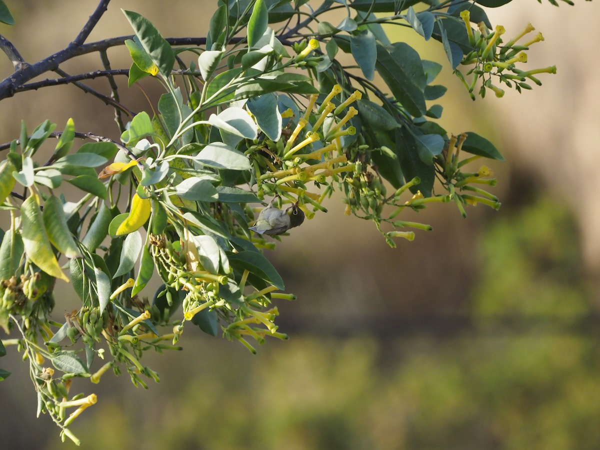 Abyssinian White-eye - ML638350624