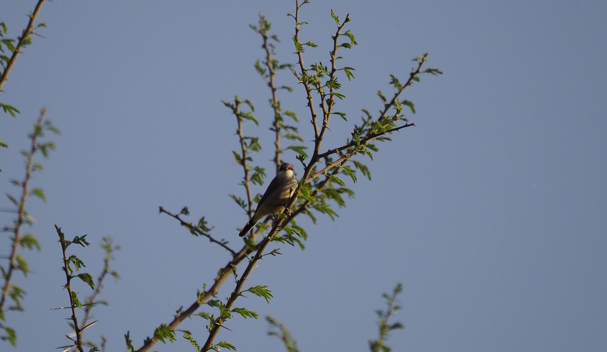 Arabian Waxbill - ML638350646