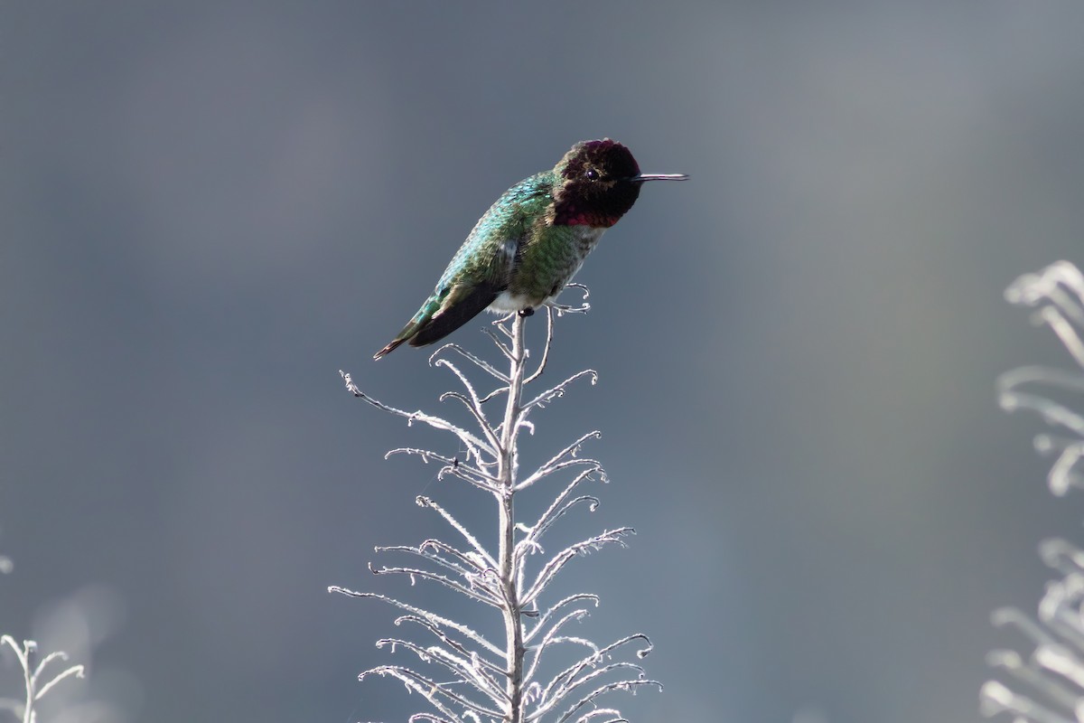 Anna's Hummingbird - ML638350655