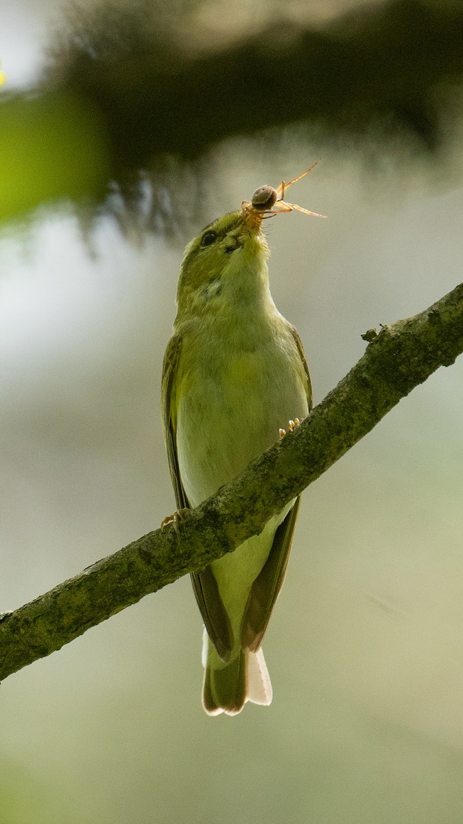 Waldlaubsänger - ML638350669