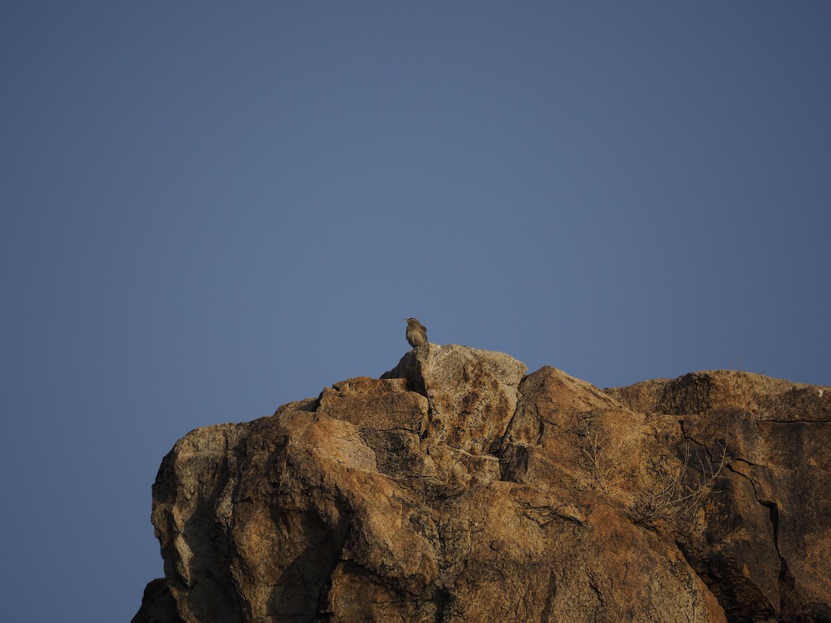 Long-billed Pipit - ML638350684