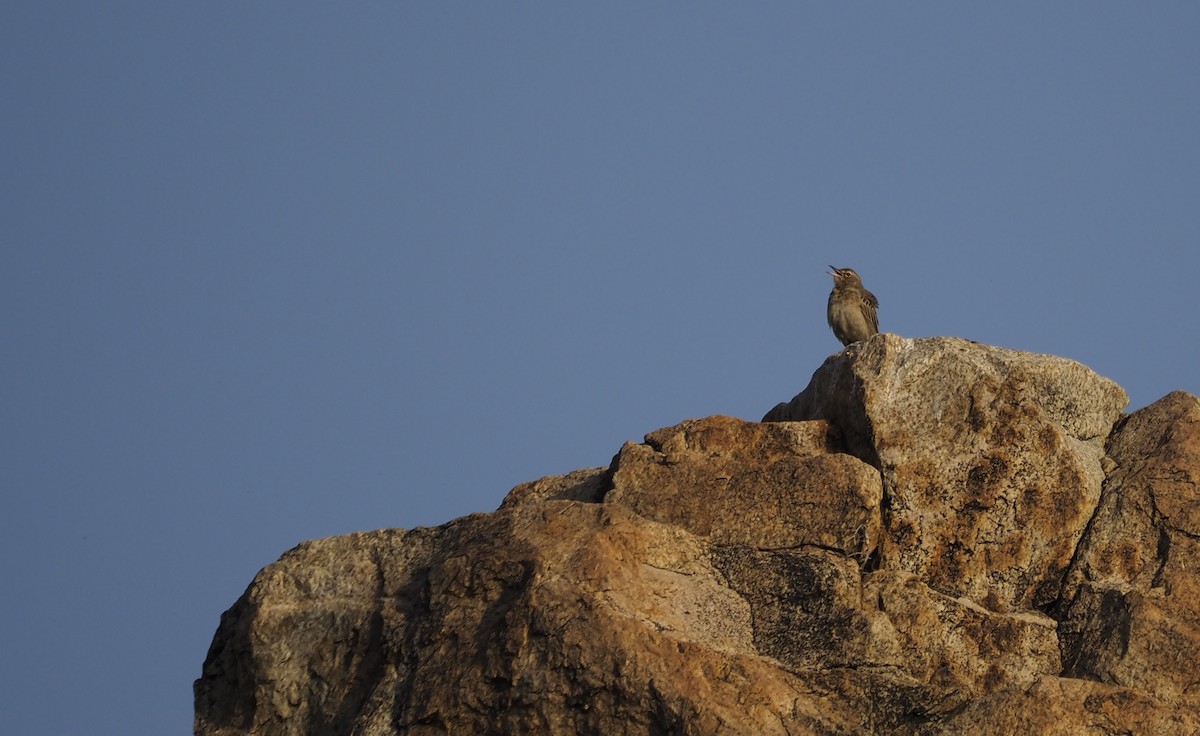Long-billed Pipit - ML638350685