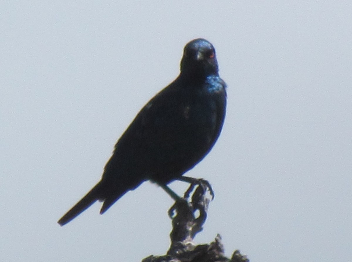 Cape Starling - ML638350686