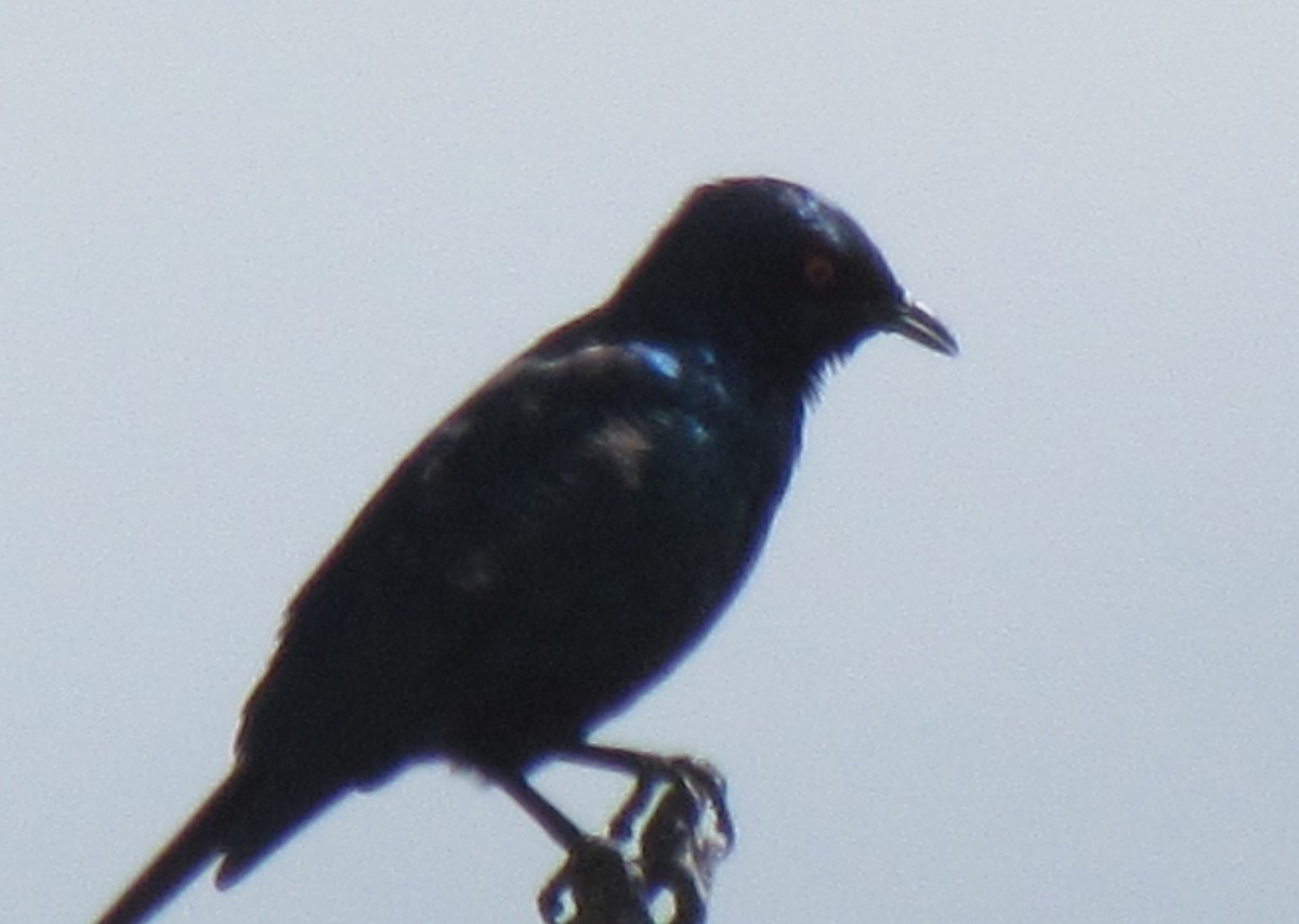 Cape Starling - ML638350688