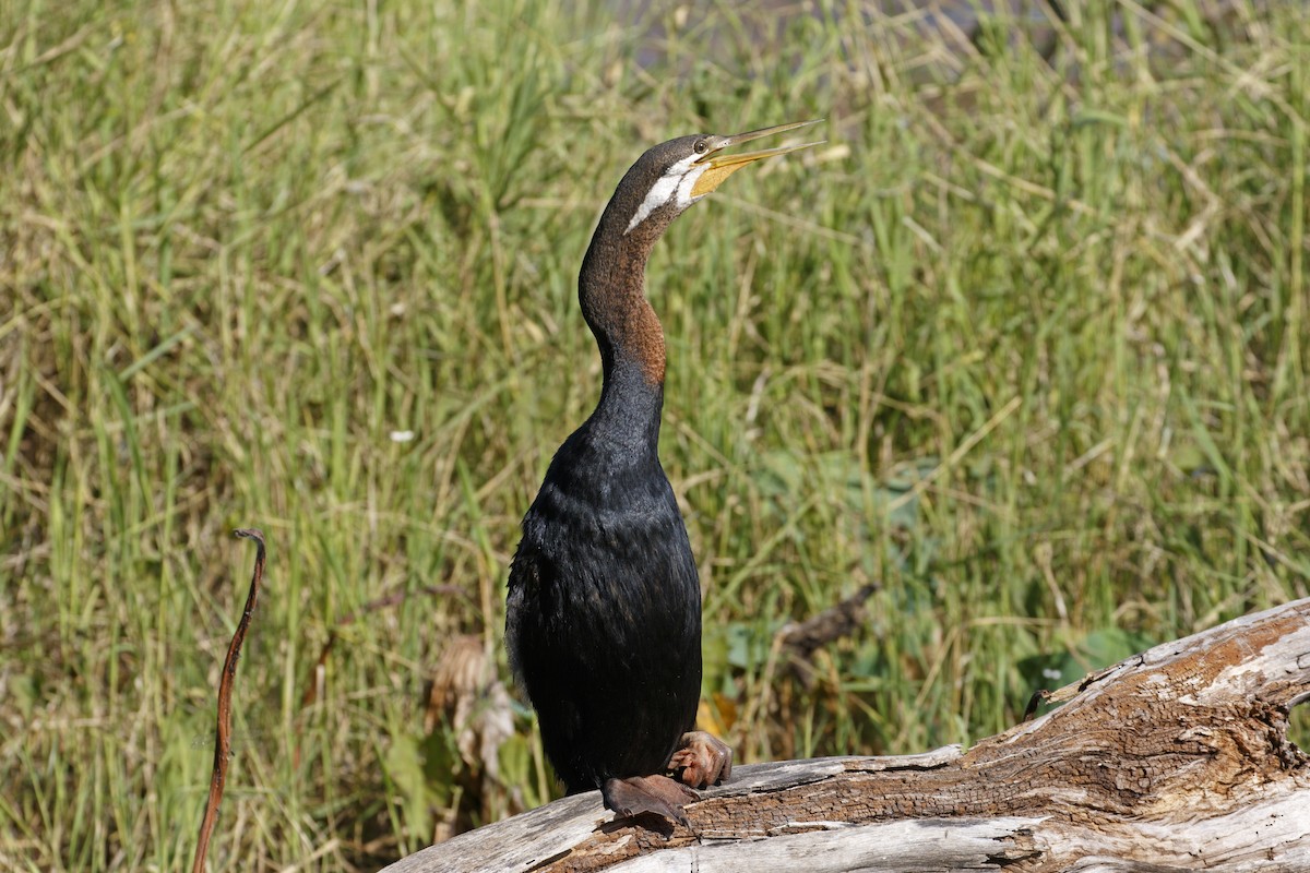 Anhinga australiarra - ML638350697