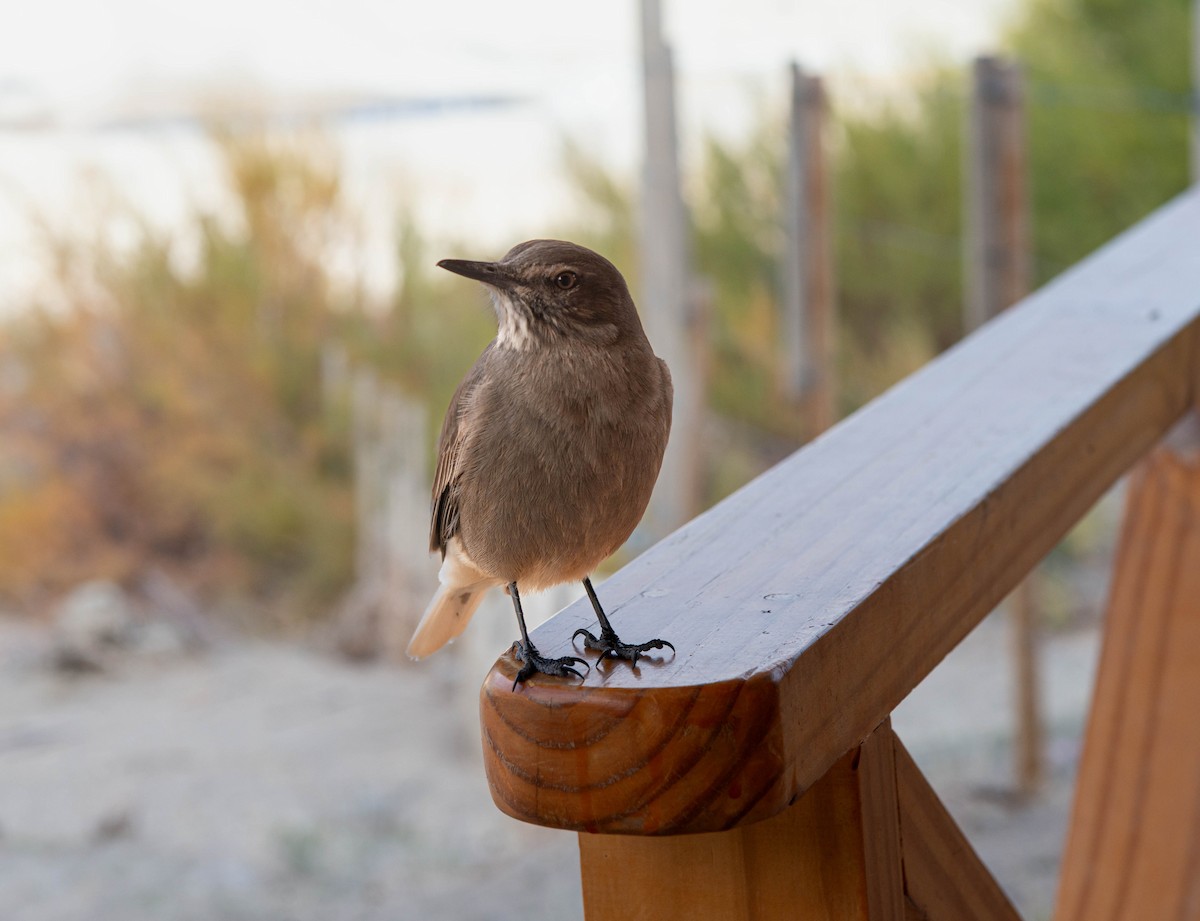 Black-billed Shrike-Tyrant - ML638350698