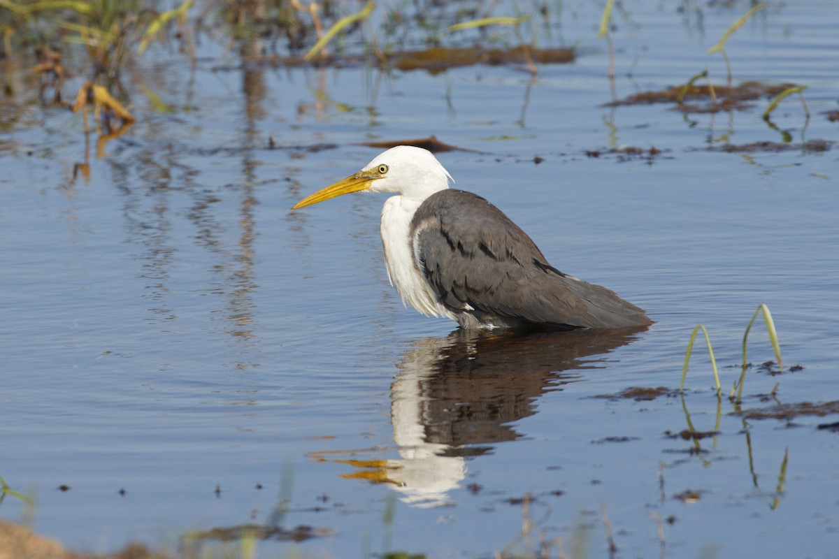 Pied Heron - ML638350700