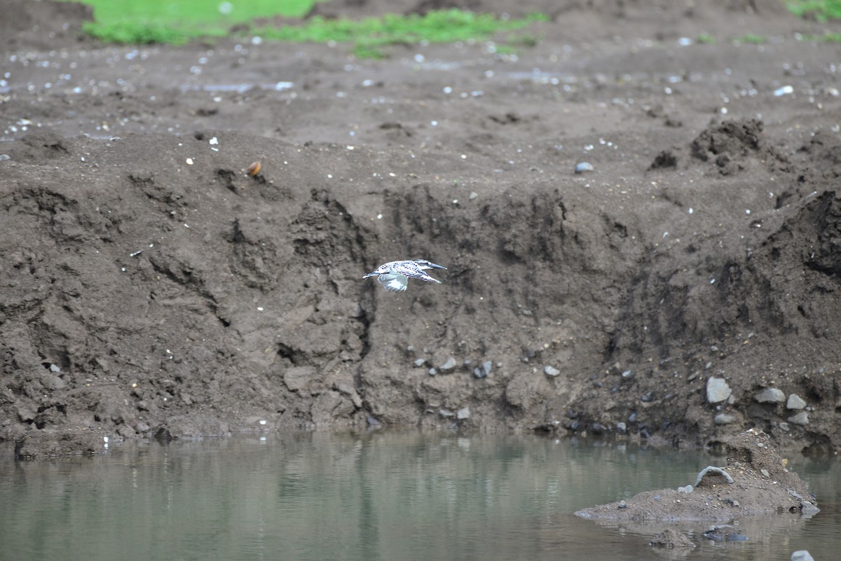 Pied Kingfisher - ML638350701