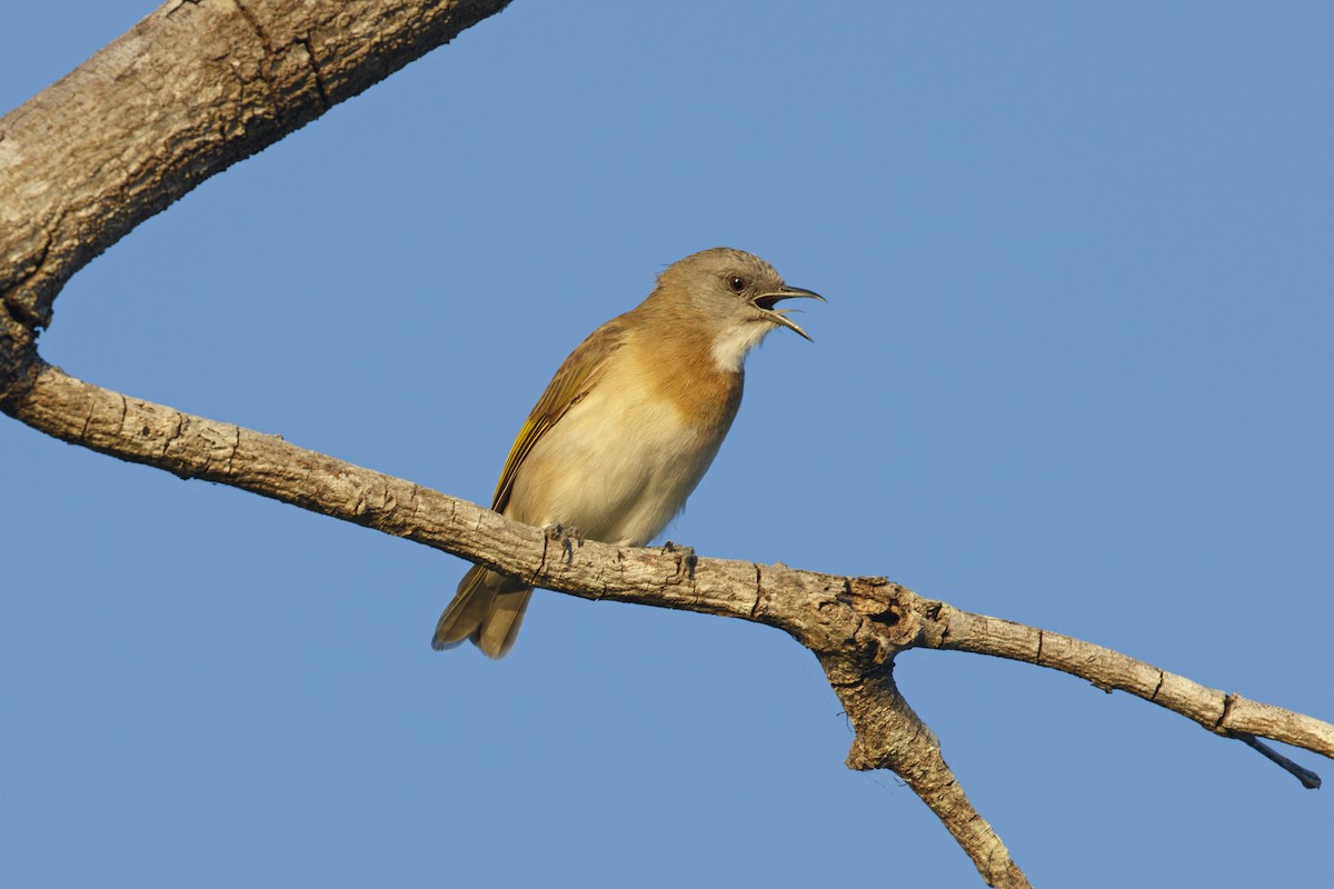 Rufous-banded Honeyeater - ML638350707