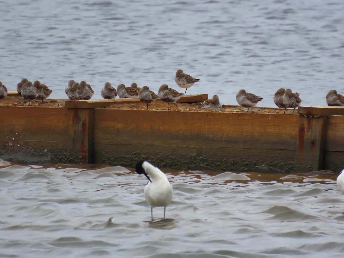 Dunlin - ML638350732