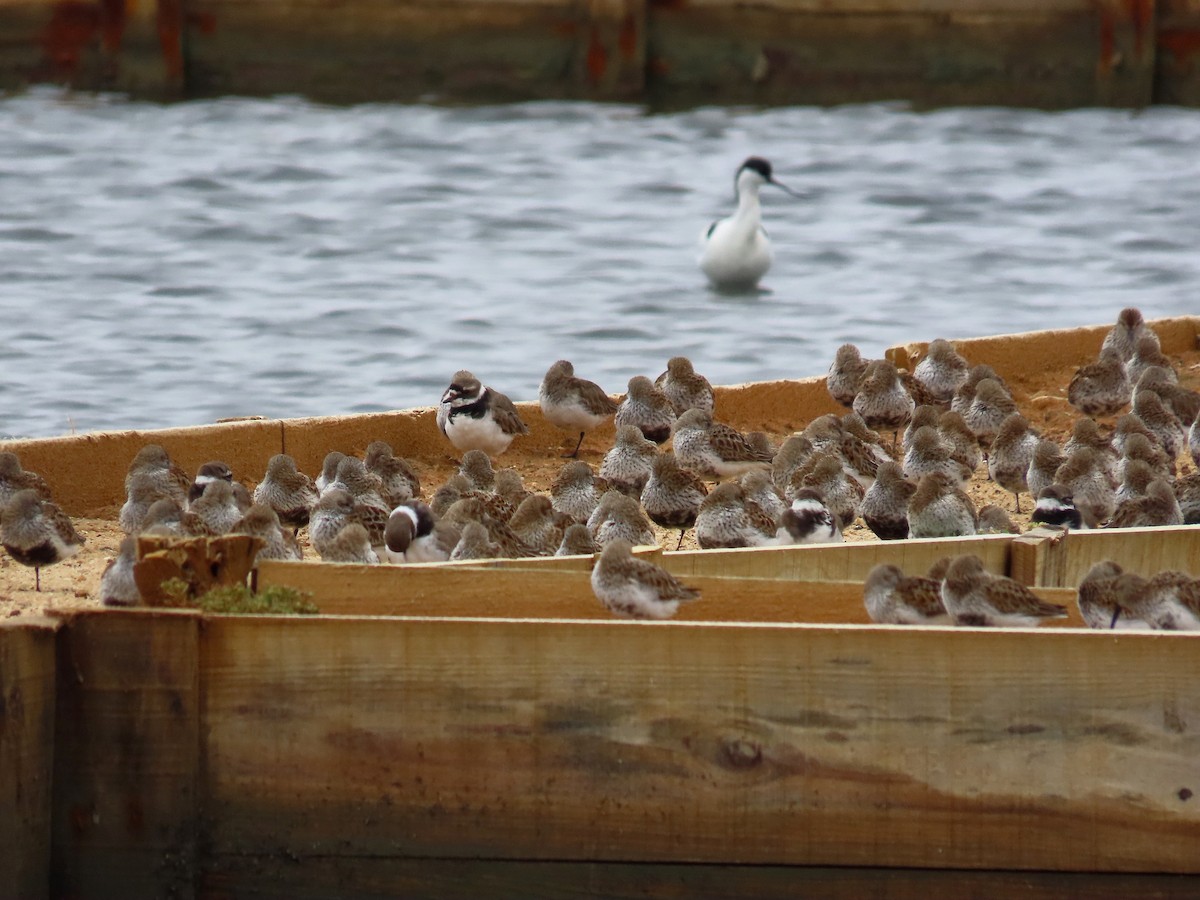 Dunlin - ML638350733
