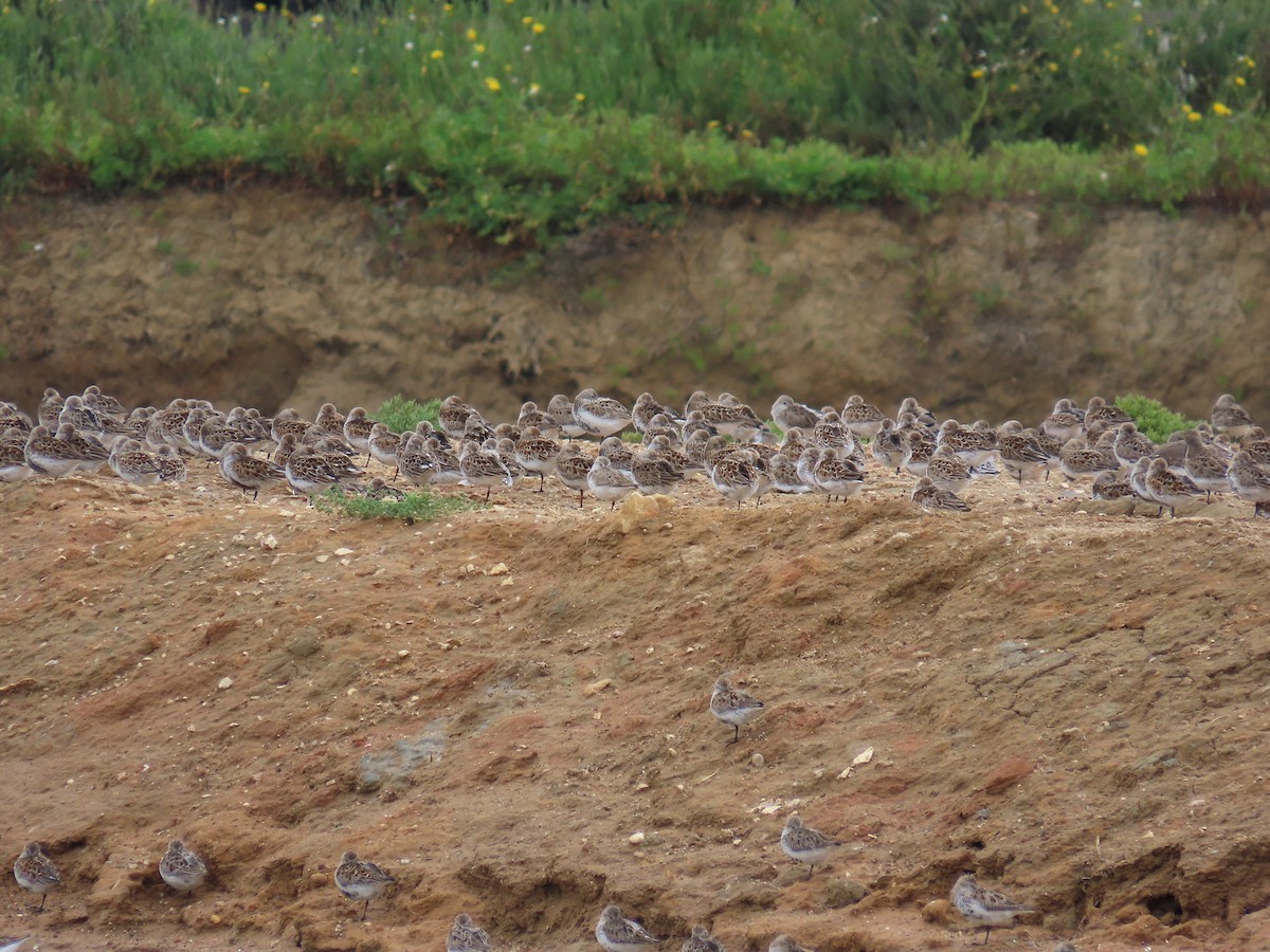 Dunlin - ML638350734