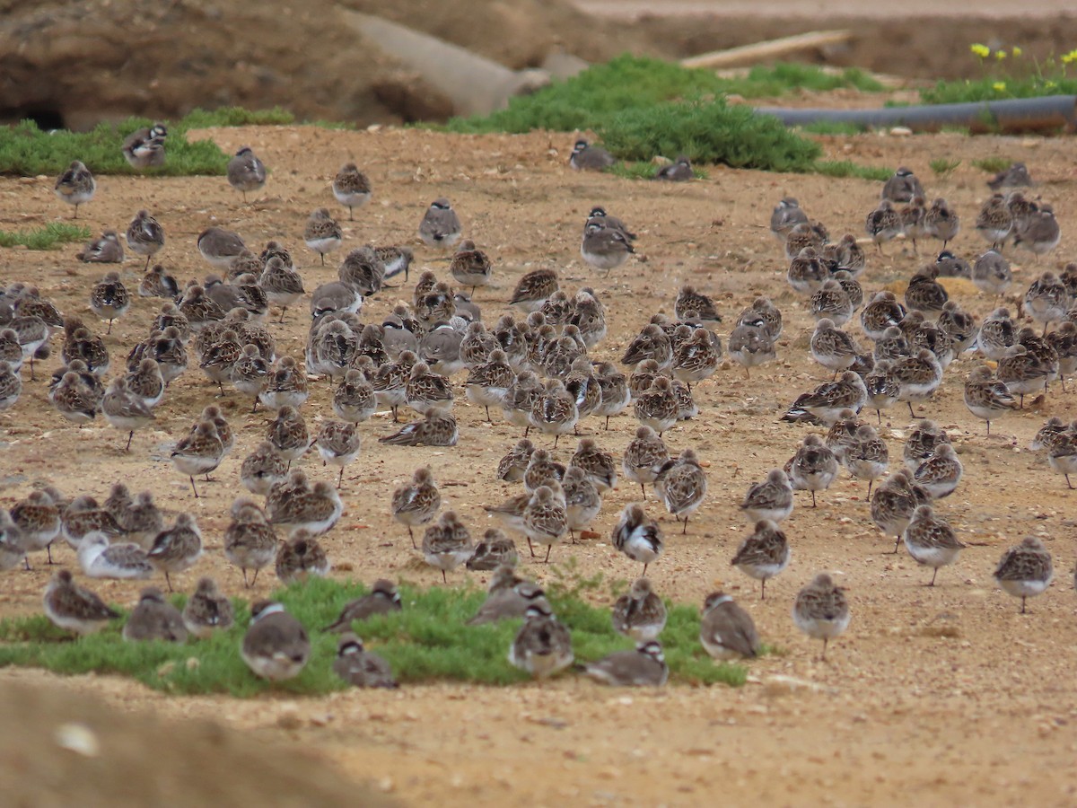 Dunlin - ML638350735