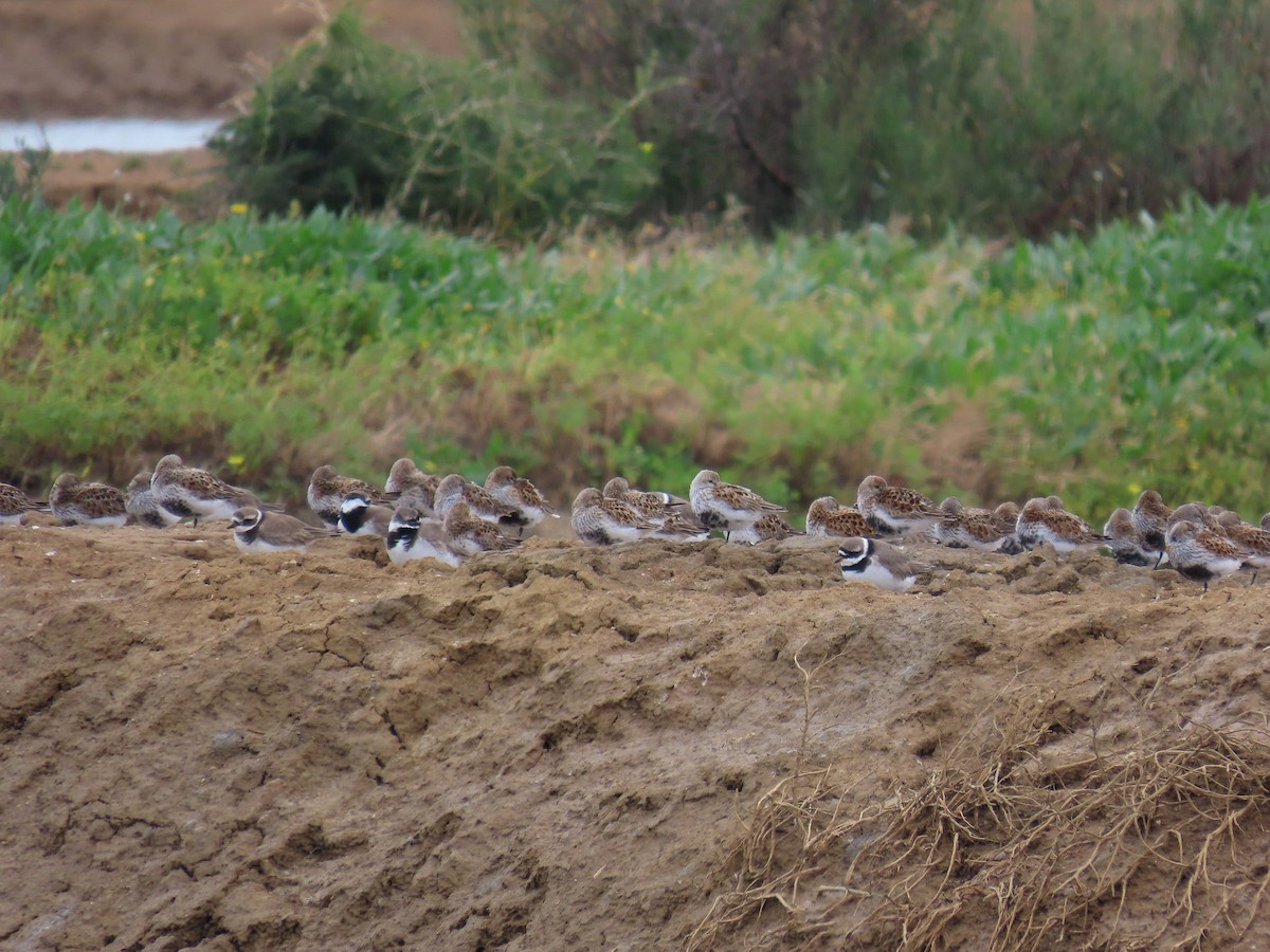 Dunlin - ML638350736