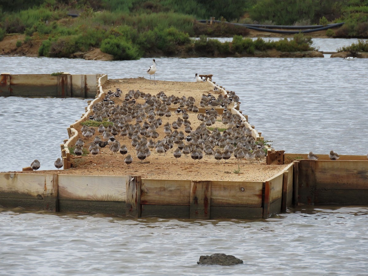 Dunlin - ML638350737