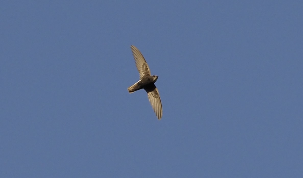 Little Swift - ML638350739