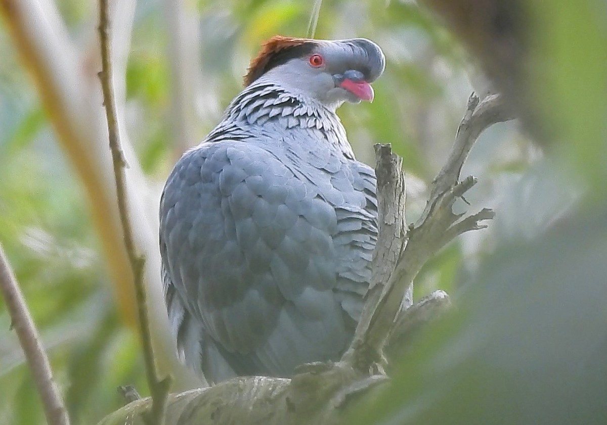 Topknot Pigeon - ML638350745