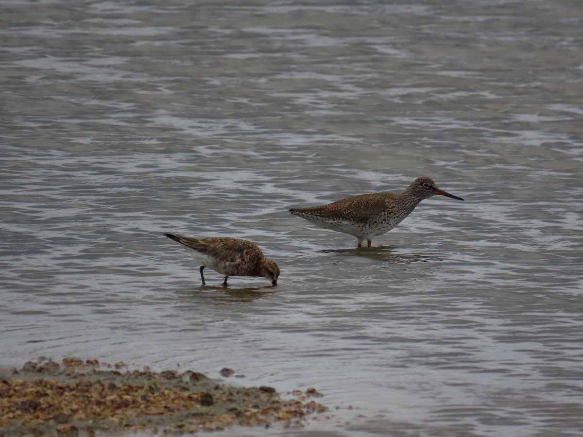 Common Redshank - ML638350751