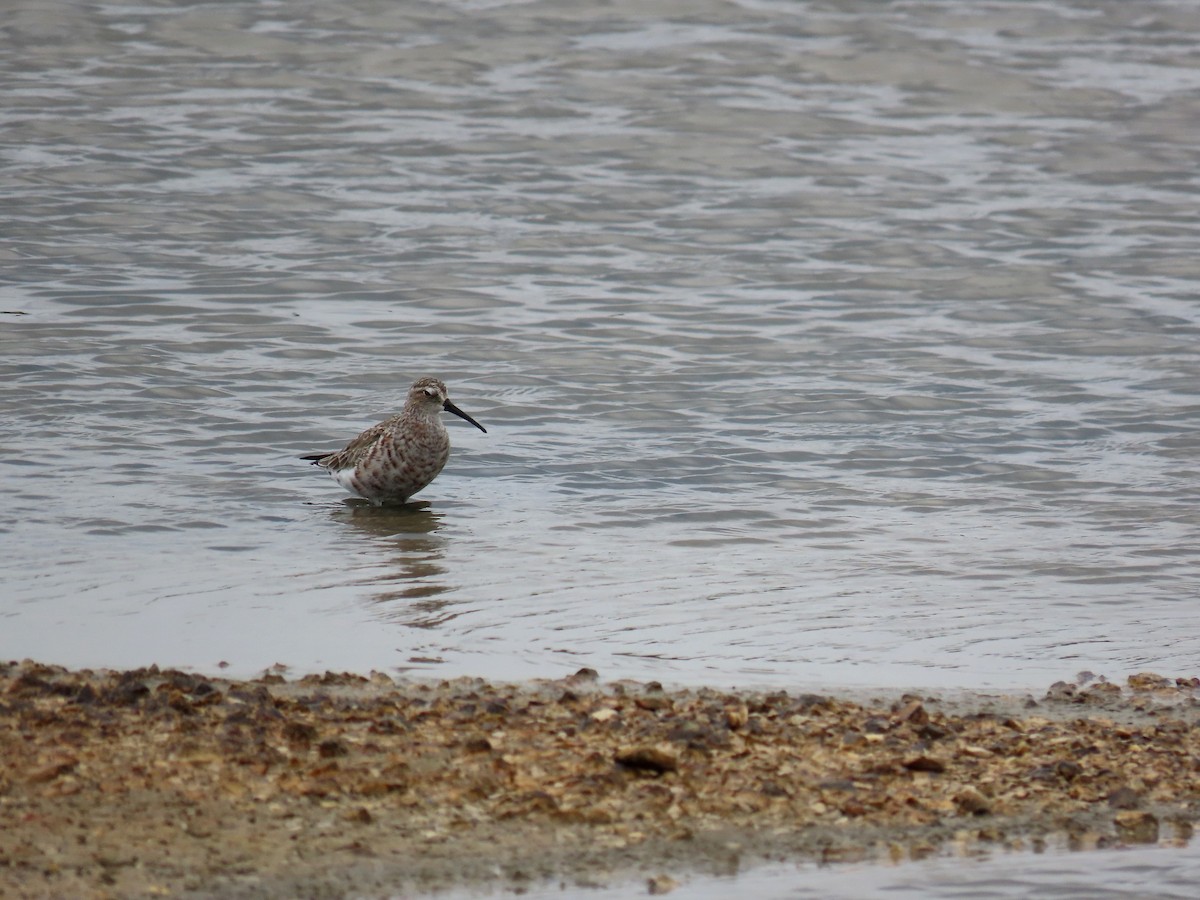 Curlew Sandpiper - ML638350752