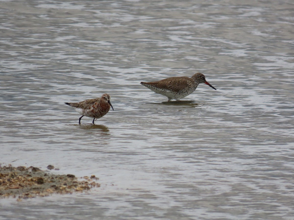 Curlew Sandpiper - ML638350753