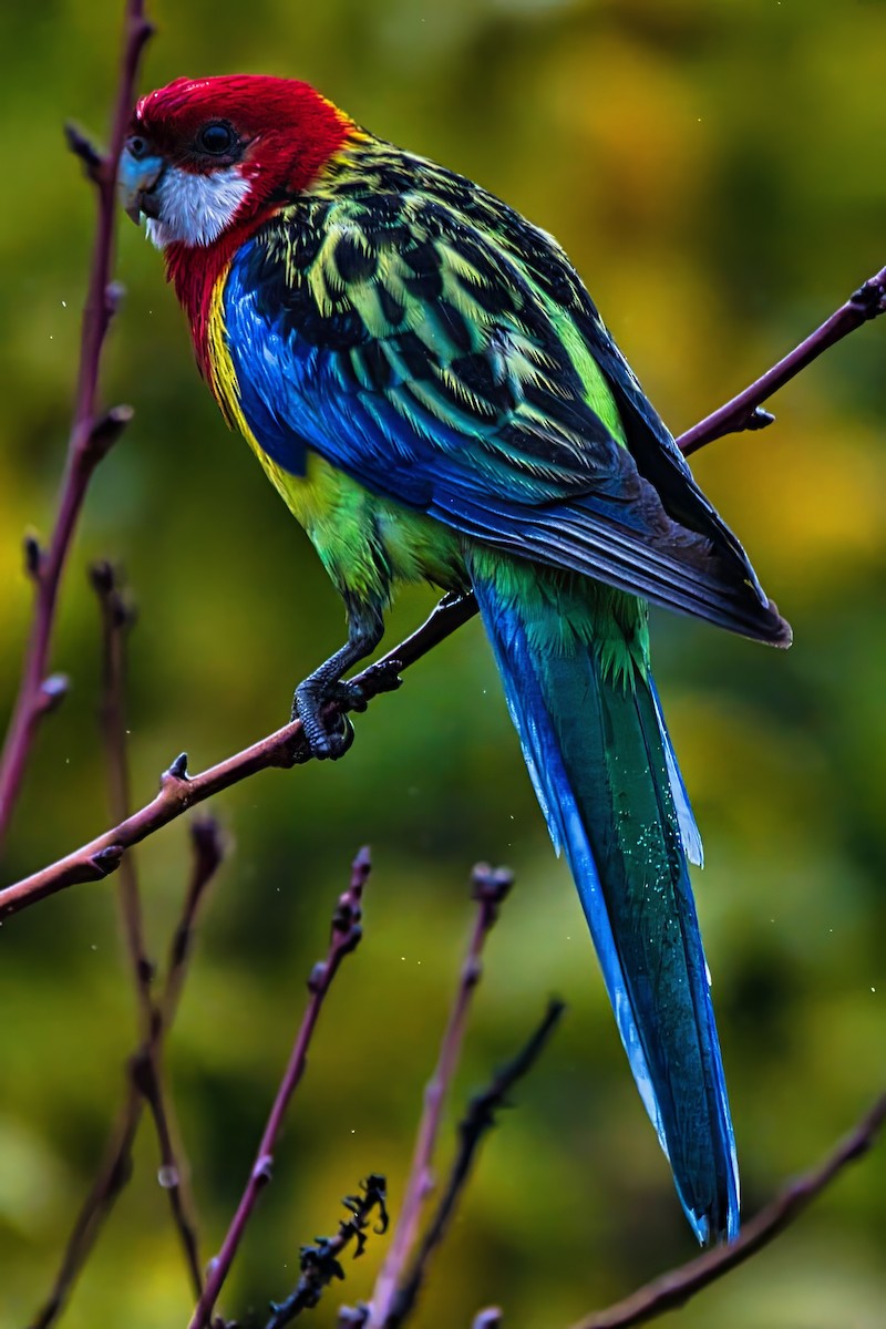 ナナクサインコ - ML638350766
