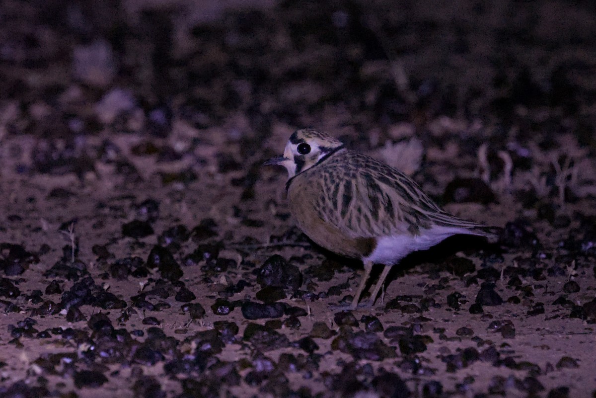 Inland Dotterel - ML638350778