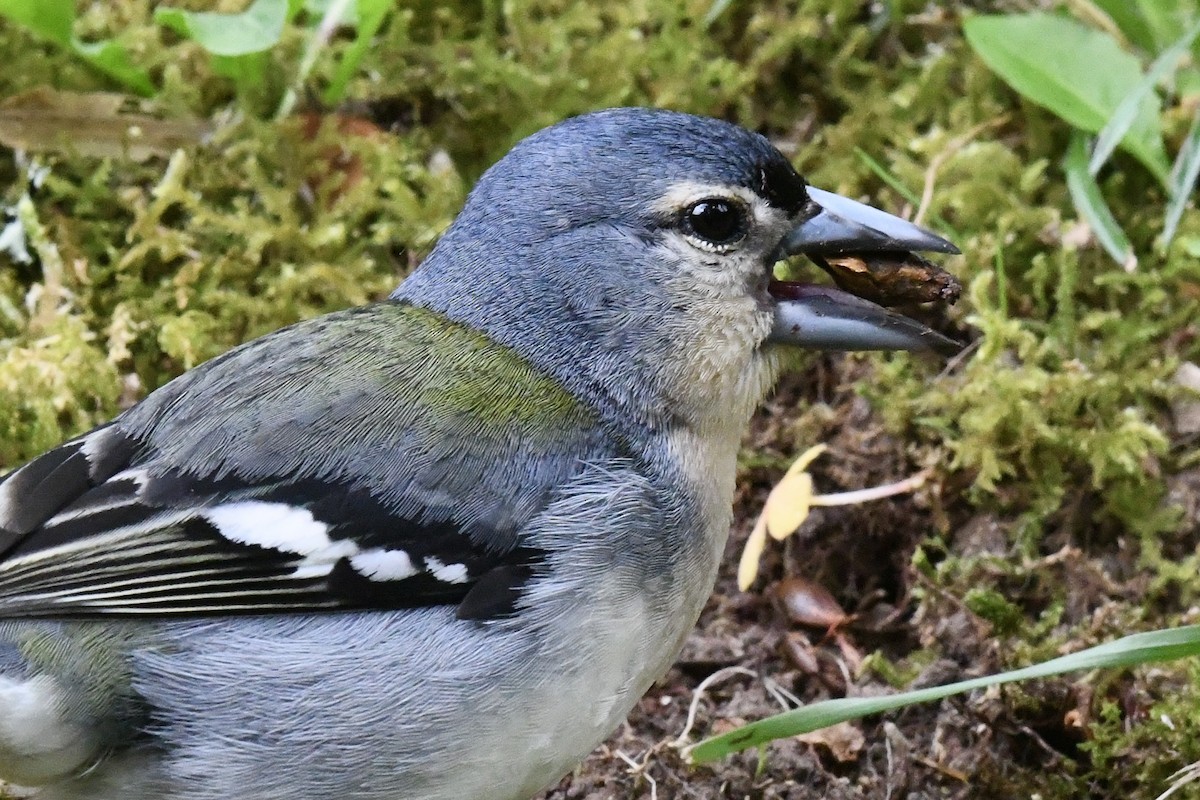 Azores Chaffinch - ML638350780