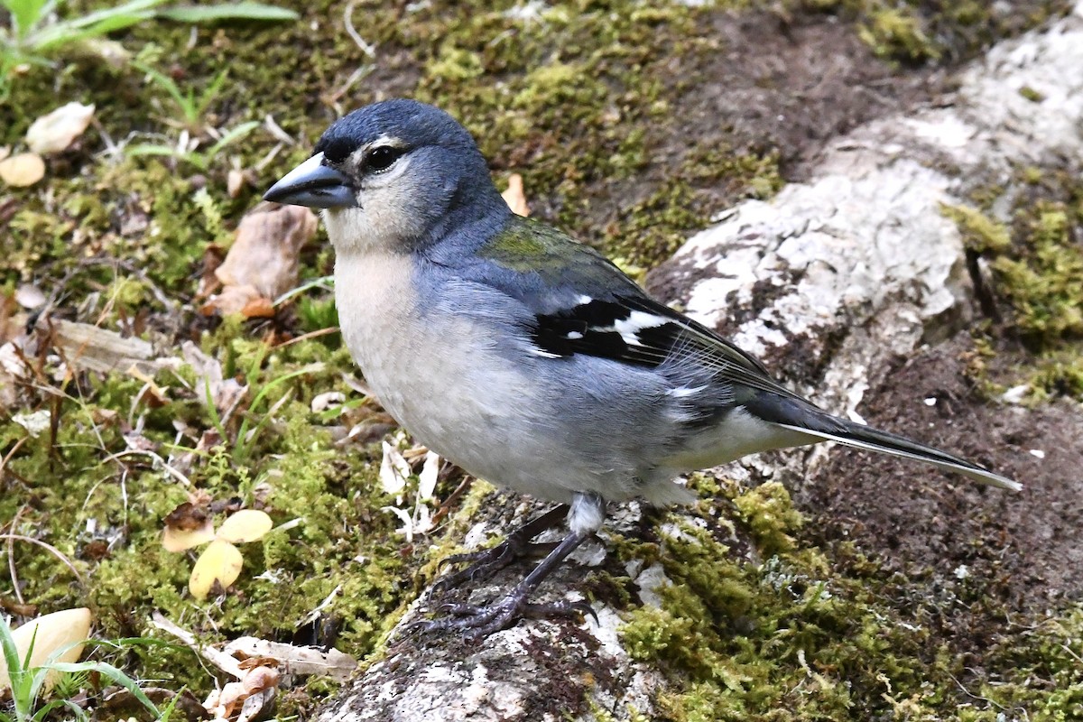 Azores Chaffinch - ML638350781