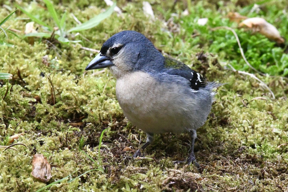 Azores Chaffinch - ML638350782