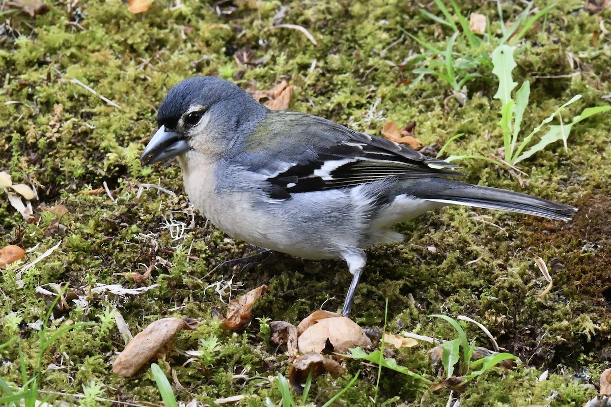 Azores Chaffinch - ML638350783