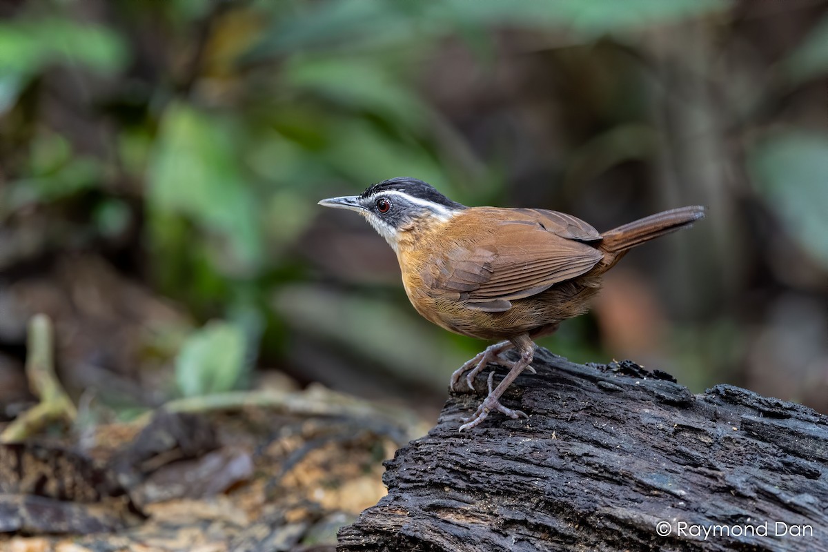 Bornean Black-capped Babbler - ML638350785