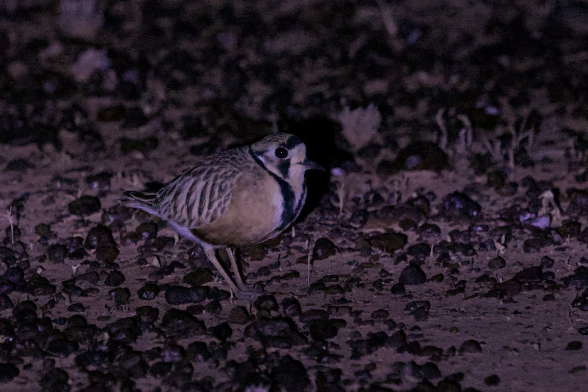 Inland Dotterel - ML638350787